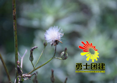 公司拓展新玩法 从勇士徒步到冰壶博弈，体验式团建全指南